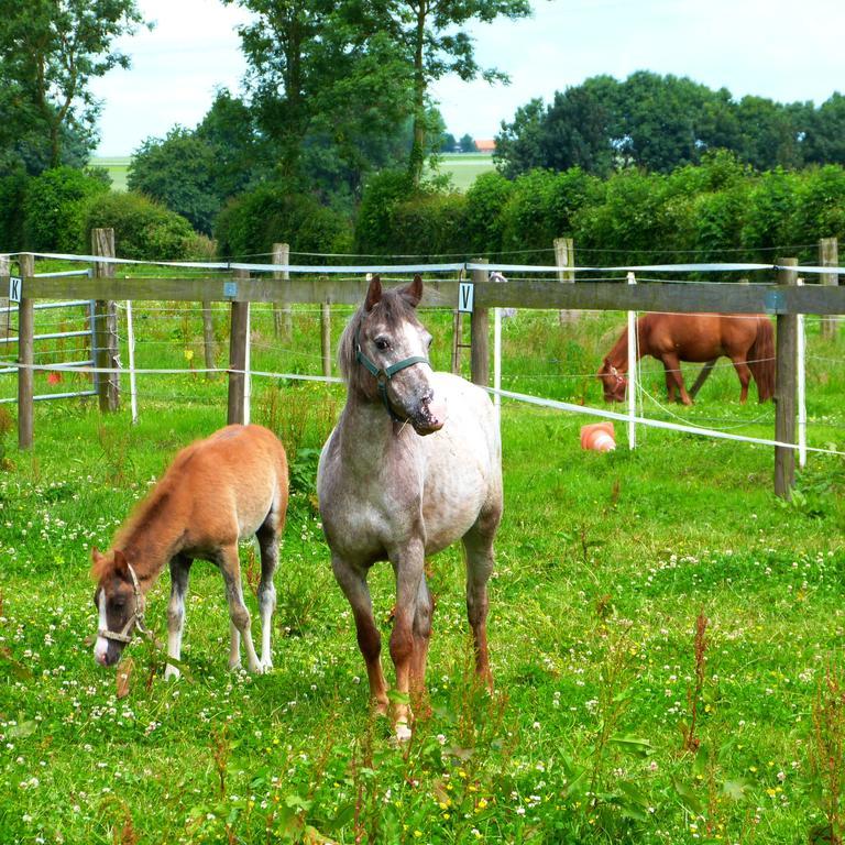 Gite Et Relais Equestre De Marie Tours-en-Vimeu Екстериор снимка