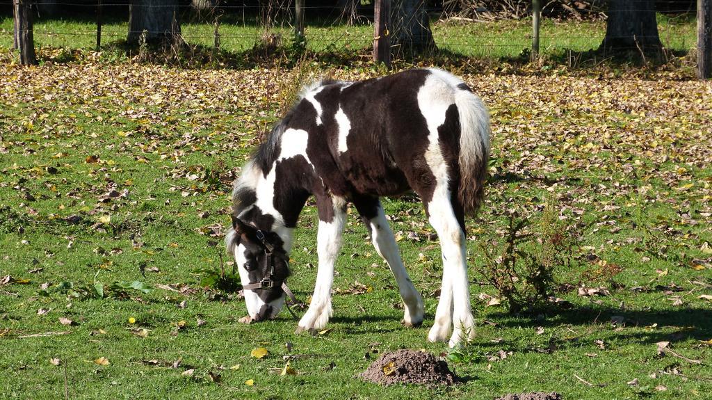 Gite Et Relais Equestre De Marie Tours-en-Vimeu Екстериор снимка